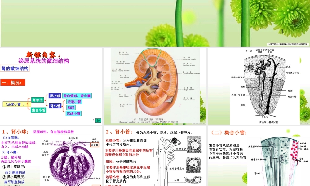 泌尿系统微细结构.ppt