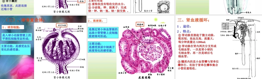 泌尿系统微细结构.ppt