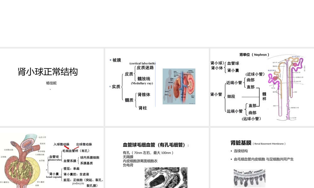 泌尿系统整合PBL.pptx
