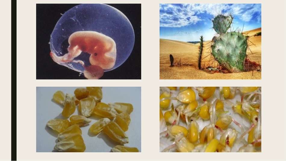 细胞中的无机物—水.pptx_第2页