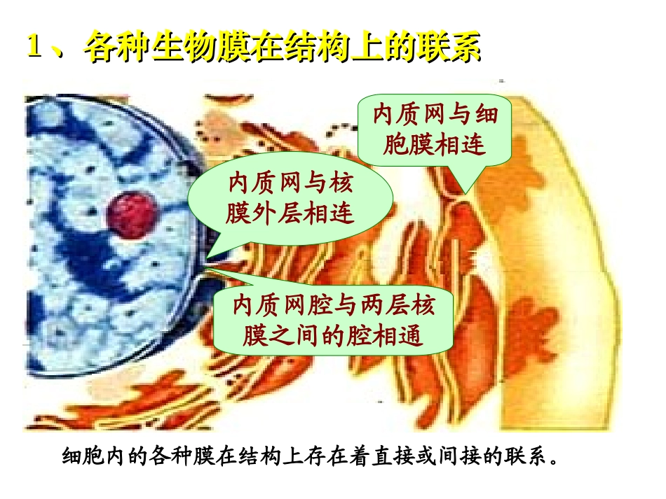 细胞内的各种膜在结构上存在着直接或间接的联系..ppt_第1页