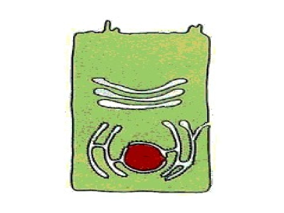 细胞内的各种膜在结构上存在着直接或间接的联系..ppt_第2页