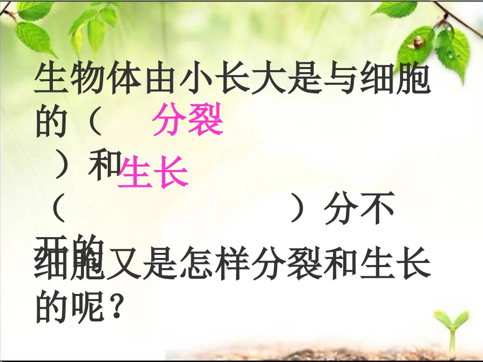 细胞分裂和生长.ppt_第3页