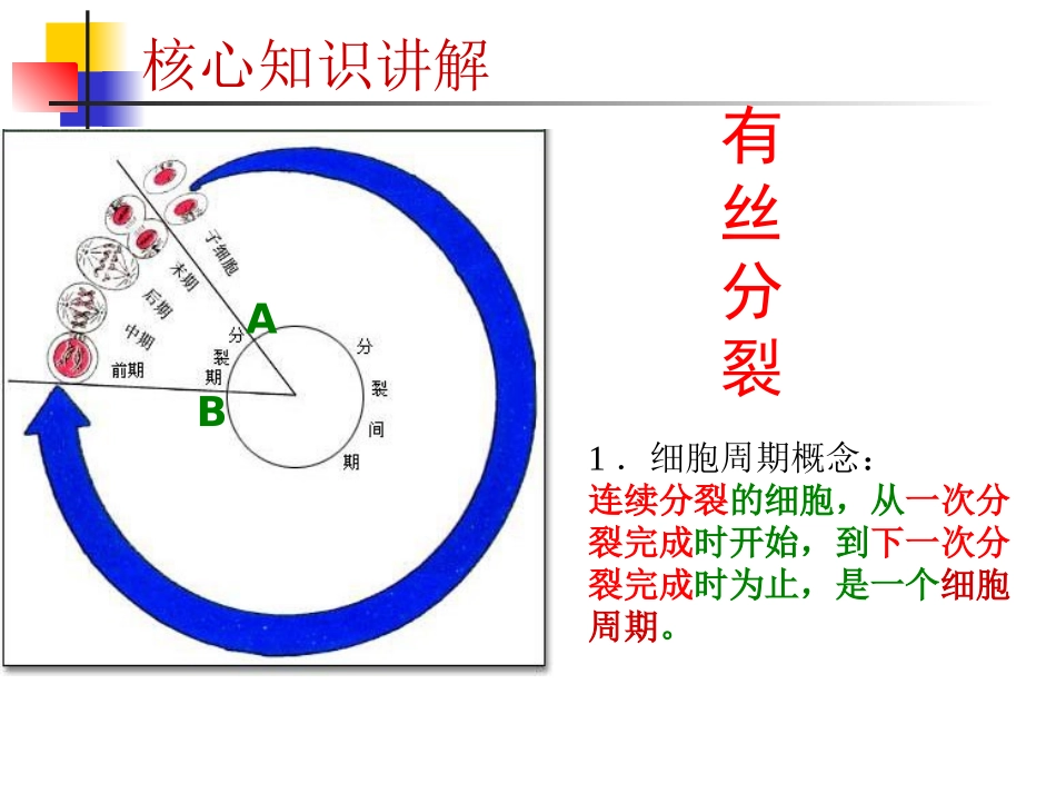 细胞分裂.ppt_第3页