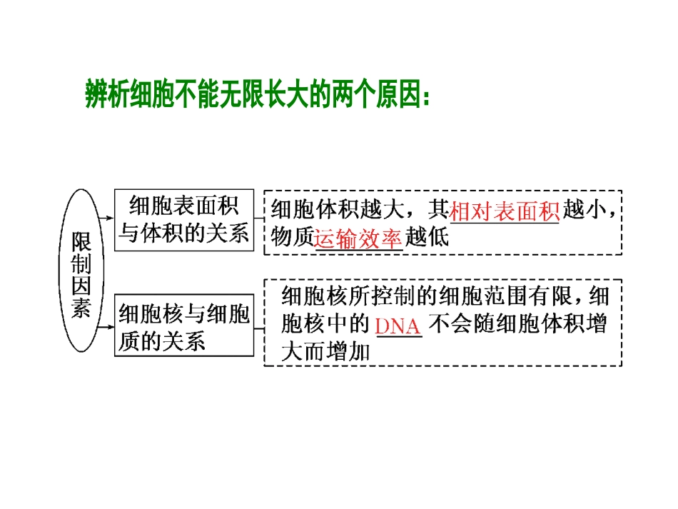 细胞分裂二轮复习.ppt_第3页