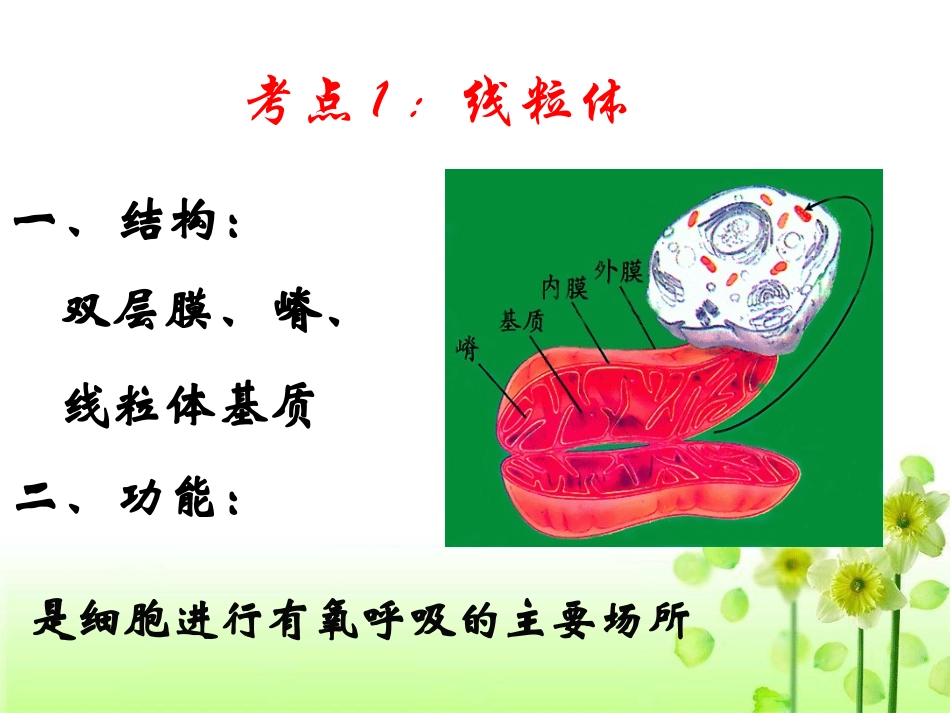 细胞呼吸-一轮复习.ppt_第2页