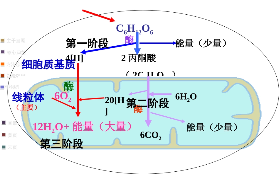 细胞呼吸适合一轮复习自己做的公开课.ppt_第3页