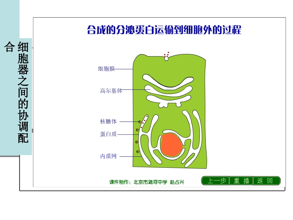 细胞器的合作和细胞核.ppt_第3页