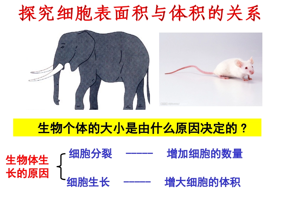 细胞增殖(复习).pptx_第2页
