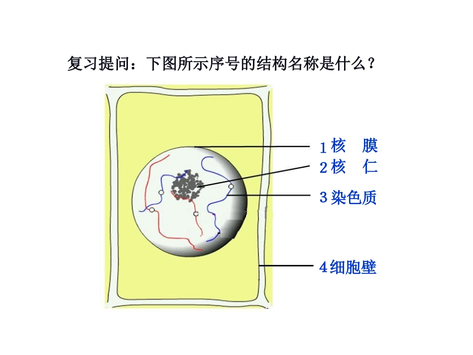 细胞增殖使用的.ppt_第1页