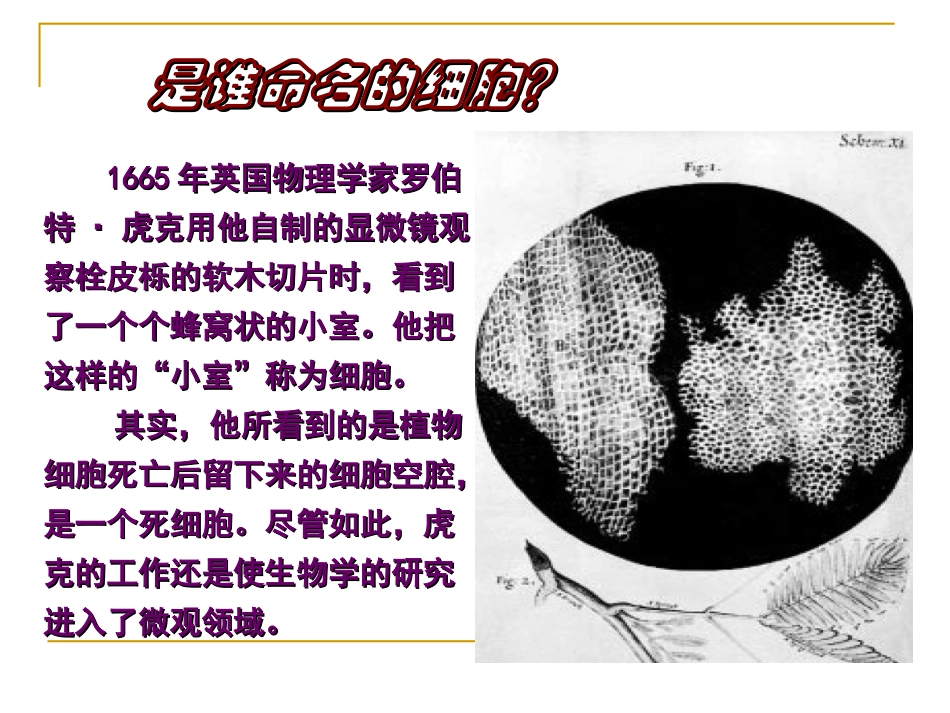 细胞学-建立过程综述.ppt_第2页