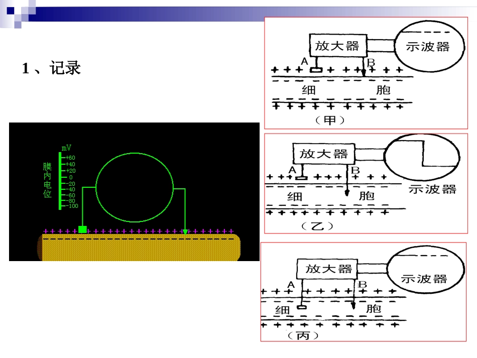 细胞电活动..ppt_第3页