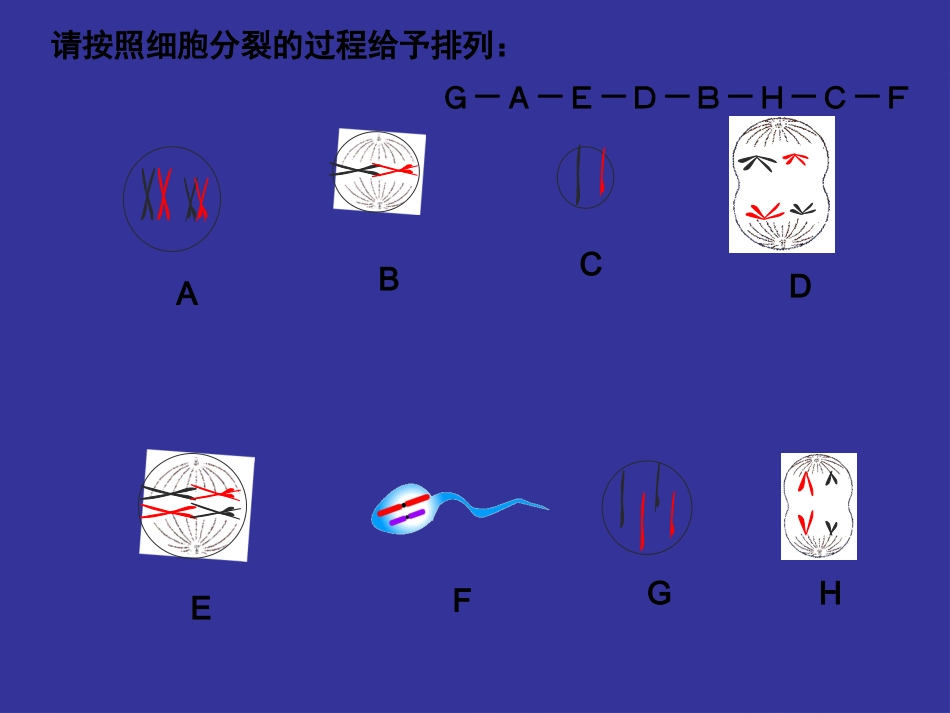 细胞的减数分裂.pptx_第2页