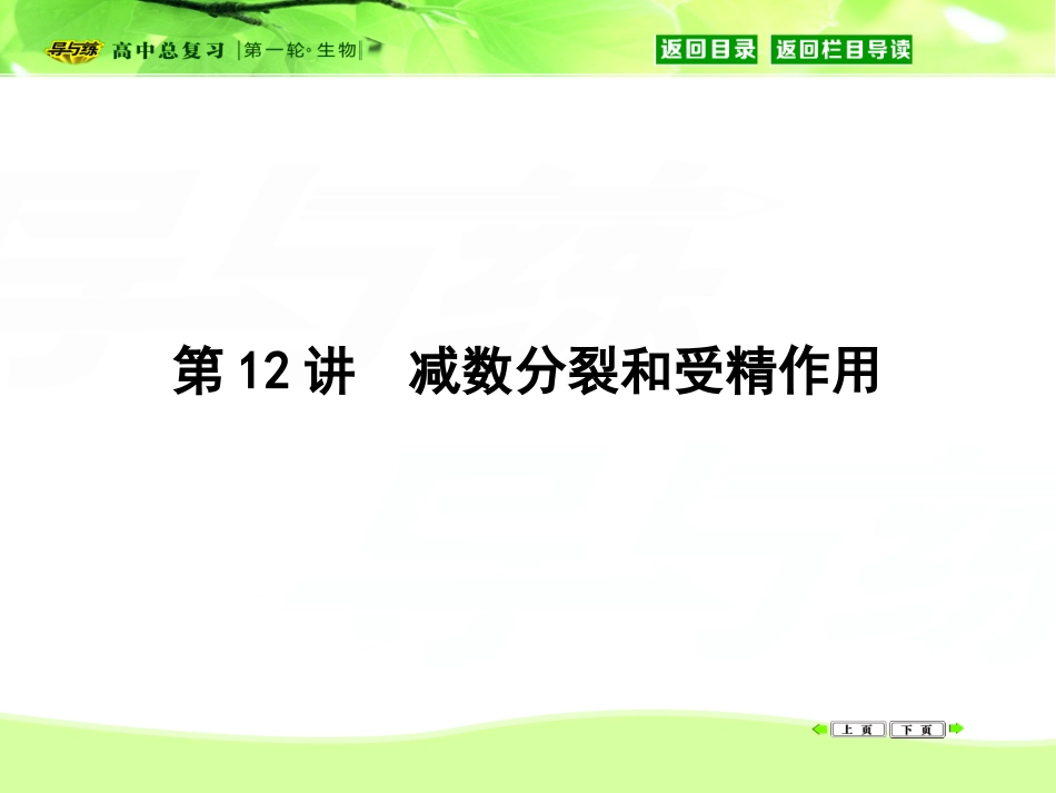 细胞的减数分裂.ppt_第1页
