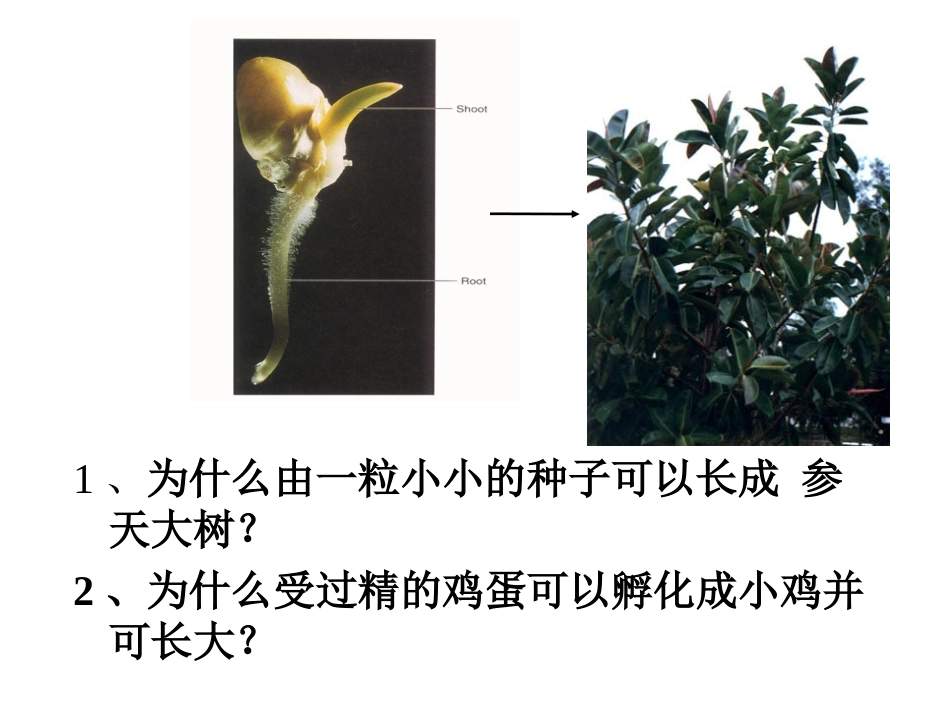 细胞的分裂观察变形虫的细胞分裂.ppt_第1页