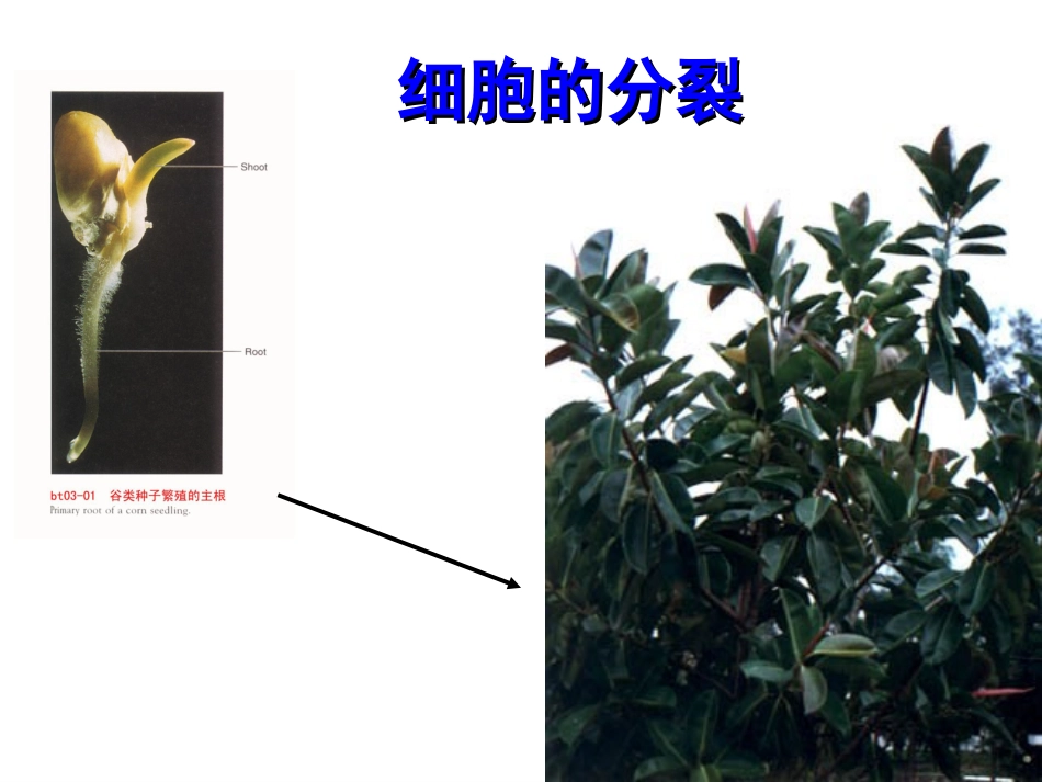 细胞的分裂观察变形虫的细胞分裂.ppt_第3页