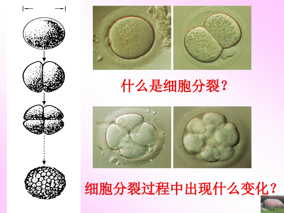 细胞的分裂-生长和分化.ppt_第3页