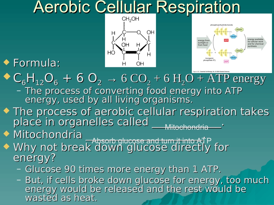 细胞的呼吸(Cellular-Respiration).ppt_第3页