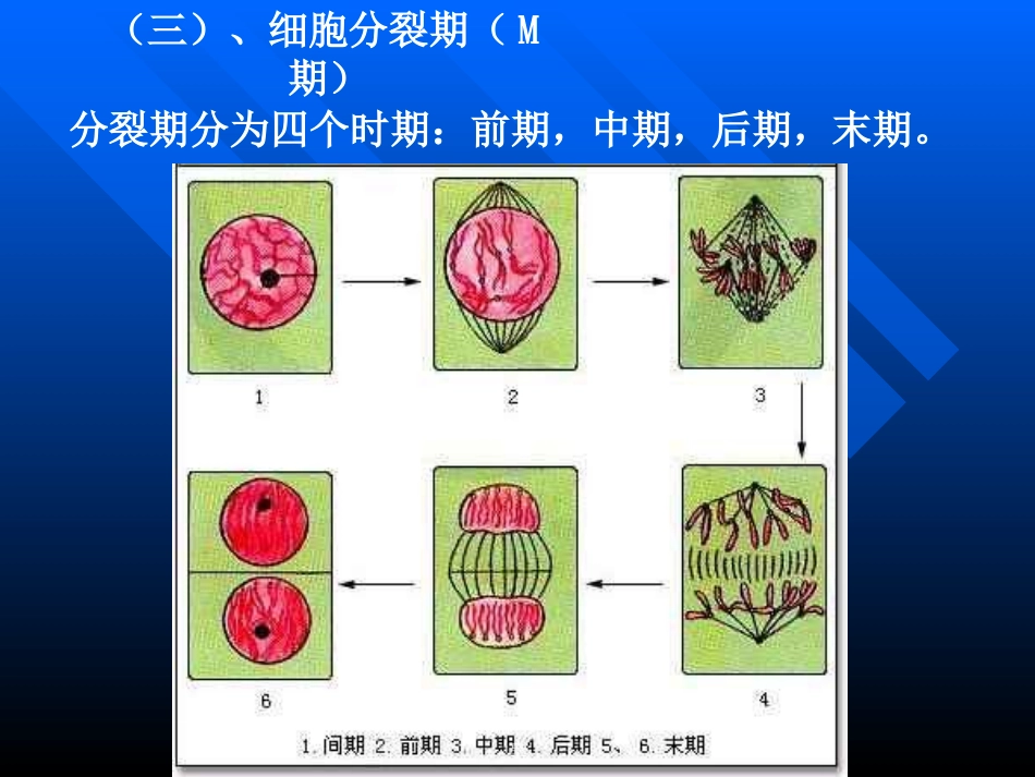细胞的增殖.pptx_第3页