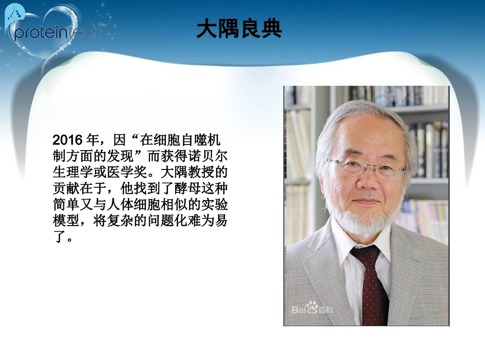 细胞自噬机制.ppt_第3页