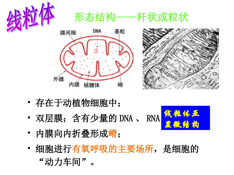 细胞质和细胞器细胞核.ppt_第2页