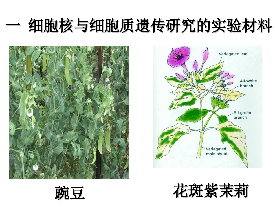 细胞质遗传.ppt_第2页