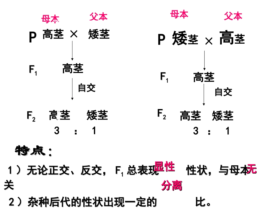 细胞质遗传.ppt_第3页