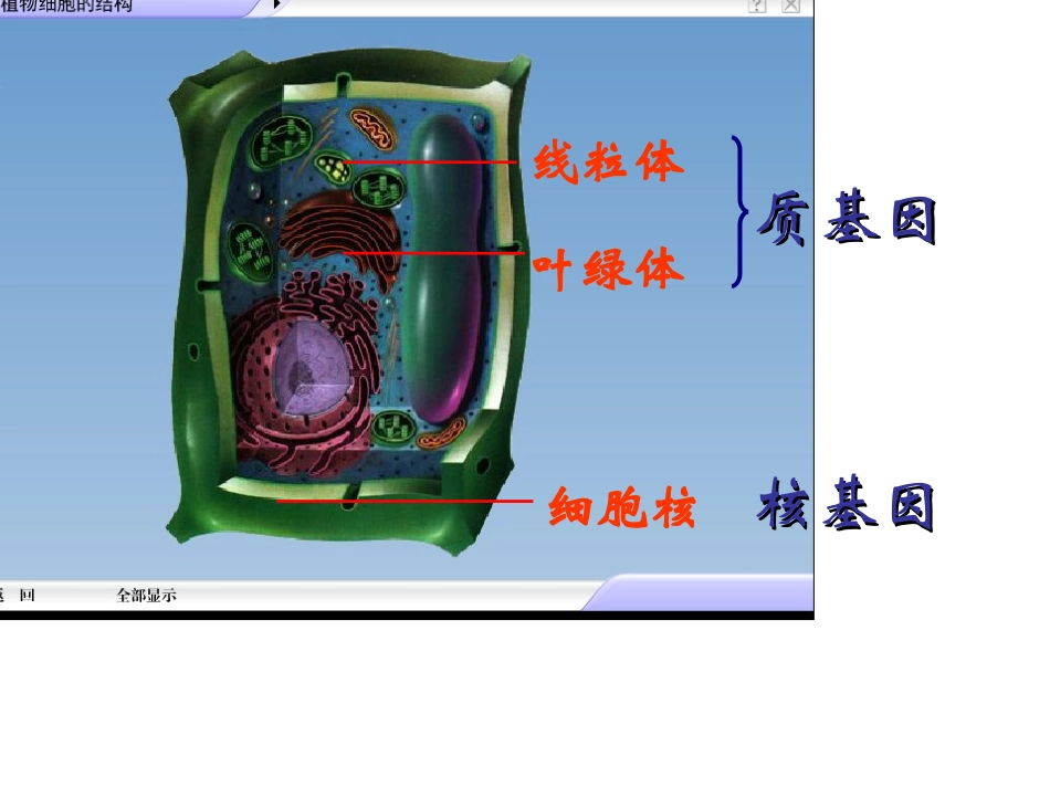 细胞质遗传和细胞核遗传.ppt_第1页