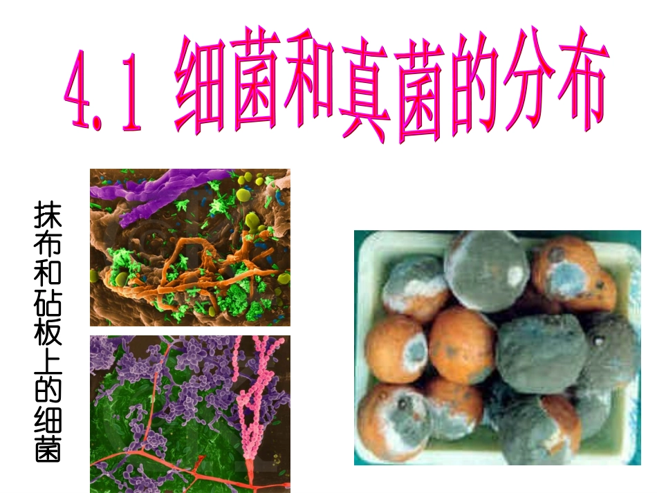 细菌和真菌的分布--13.ppt_第3页