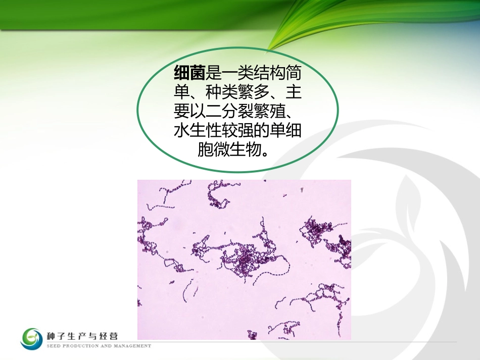 细菌形态结构..ppt_第3页
