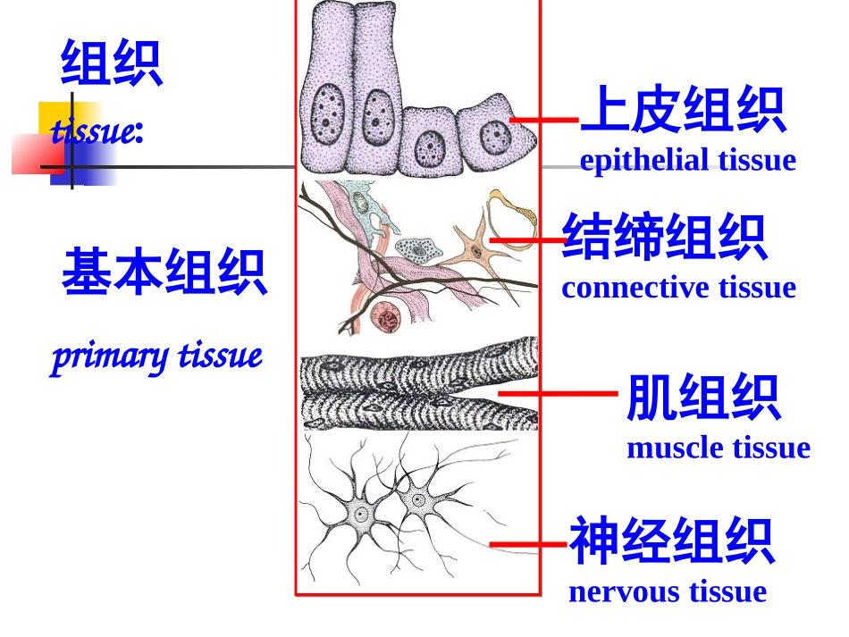 绪论和细胞.ppt_第2页