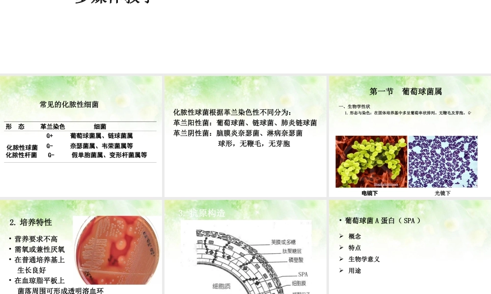 淋病奈瑟菌球形.ppt