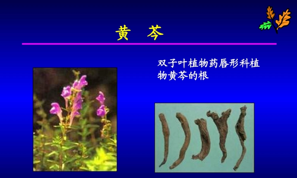 清热药黄芩、黄连2.ppt