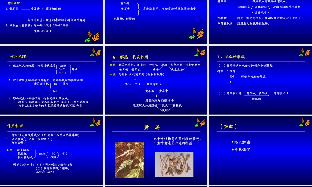 清热药黄芩、黄连2.ppt