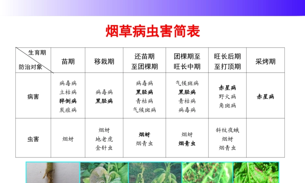 烟草病虫害防治标.ppt
