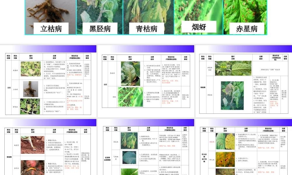 烟草病虫害防治标.ppt