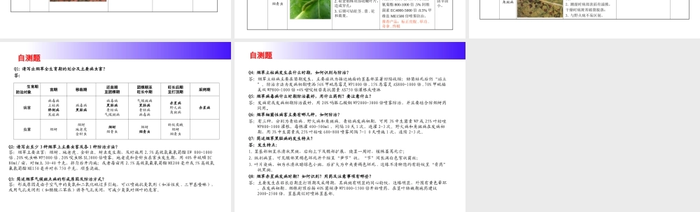 烟草病虫害防治标.ppt