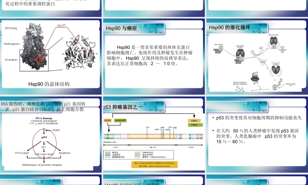 热休克蛋白-HSP90.ppt