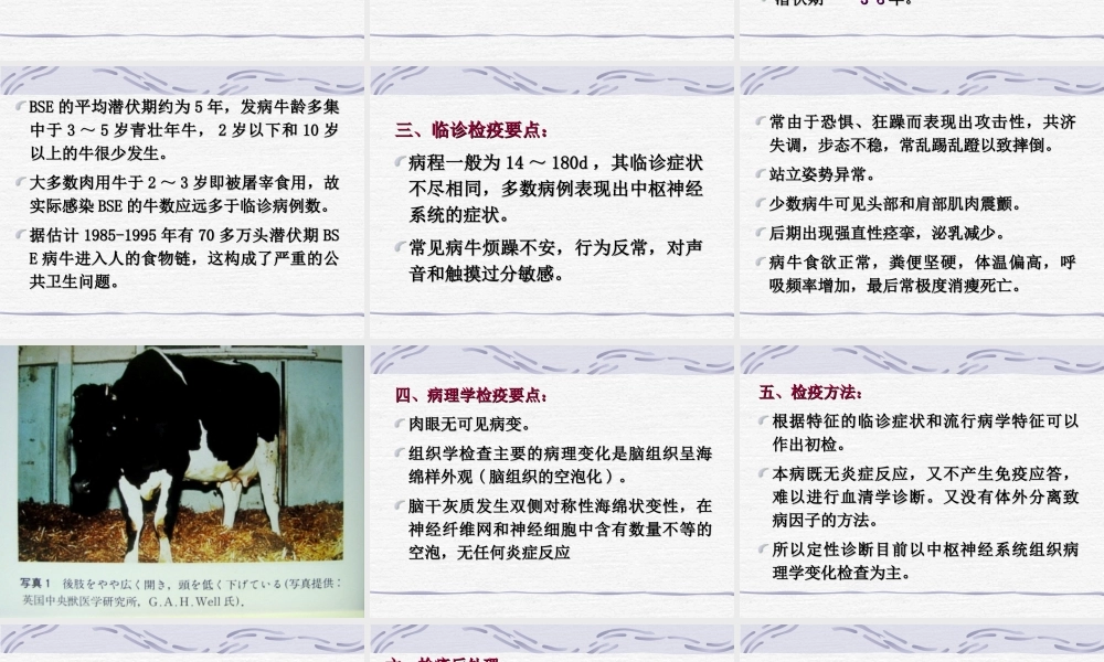 牛海绵状脑病检疫大全.ppt