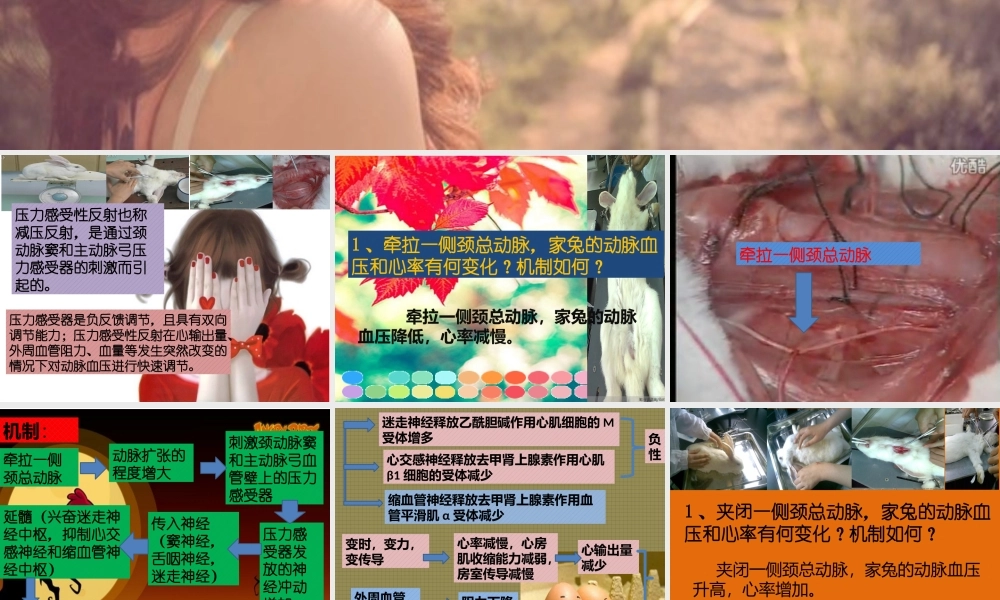 牵拉一侧颈总动脉-家兔的血压和心率有何变化？其机制？.pptx