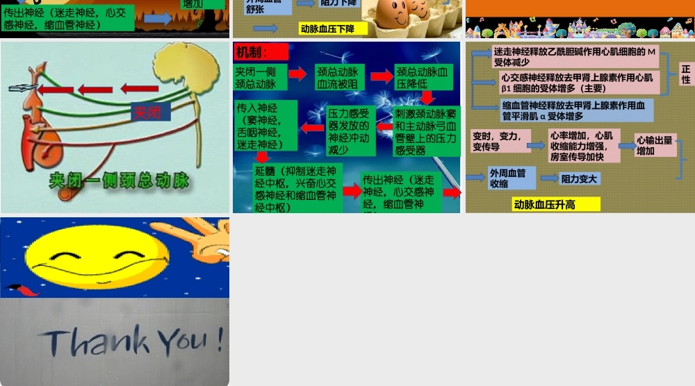 牵拉一侧颈总动脉-家兔的血压和心率有何变化？其机制？.pptx
