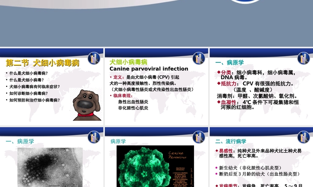 犬传染性肝炎.ppt