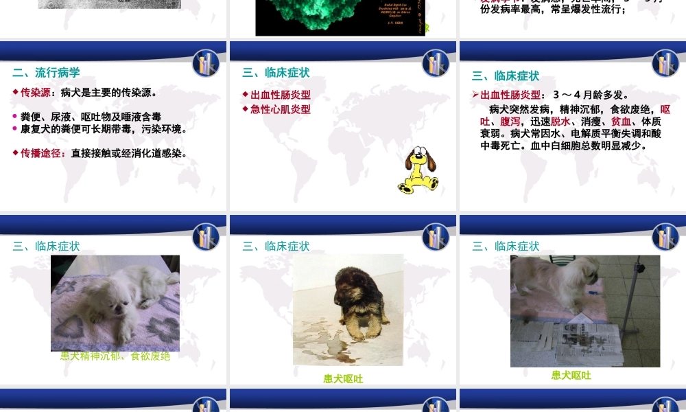 犬传染性肝炎.ppt
