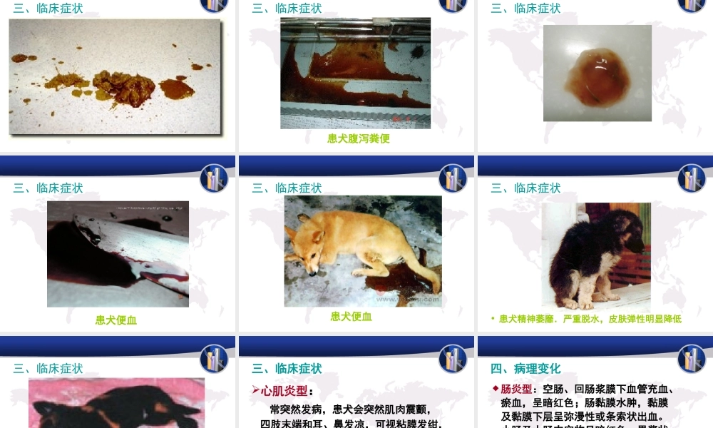 犬传染性肝炎.ppt