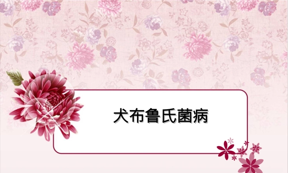 犬布鲁氏菌病全解.ppt