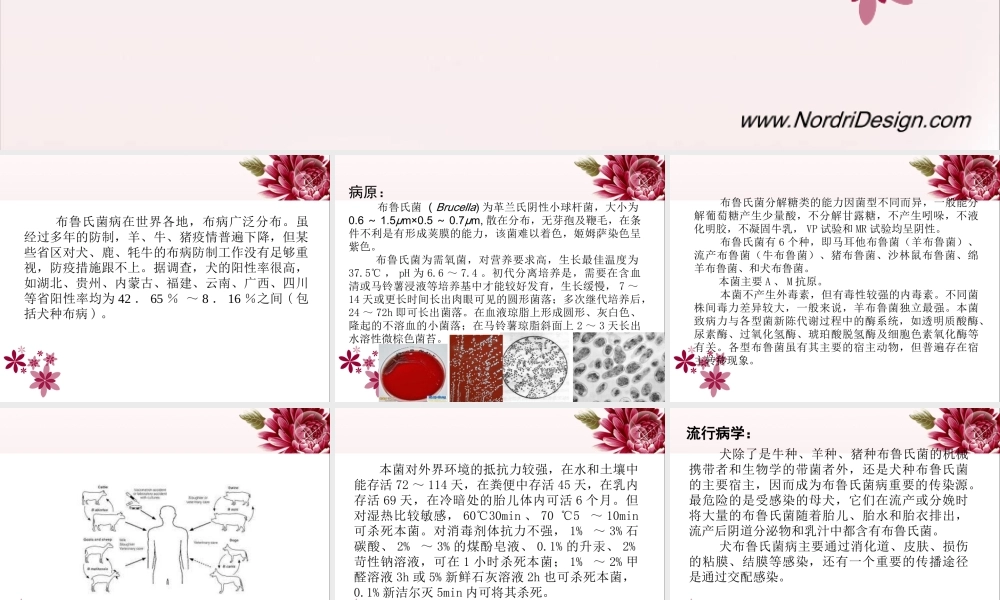 犬布鲁氏菌病全解.ppt