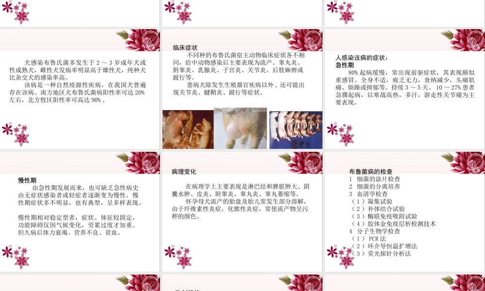 犬布鲁氏菌病全解.ppt