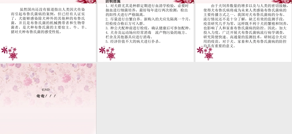 犬布鲁氏菌病全解.ppt