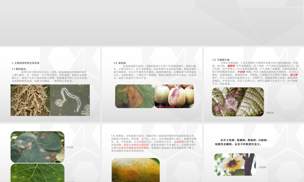 猕猴桃常见病害图文防治详解(基础版)分析.ppt