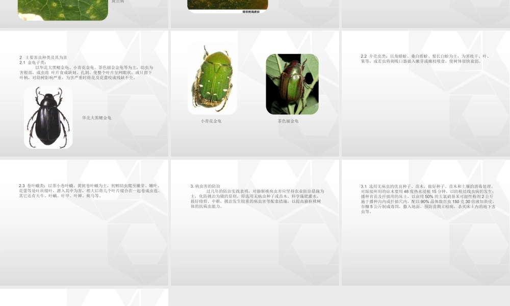 猕猴桃常见病害图文防治详解(基础版)分析.ppt